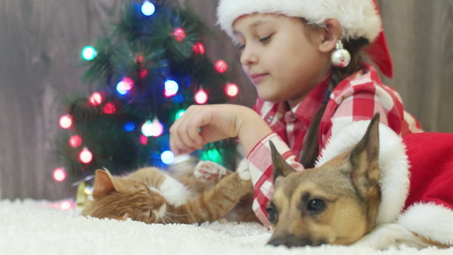 girl, cat, dog and Christmas