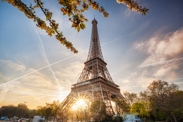 Eiffel Tower with spring tree in Paris, France