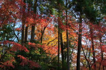 紅葉
