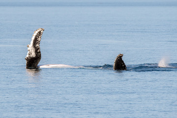 Humpback whales swimming in Australia