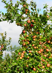 A branch with red apples