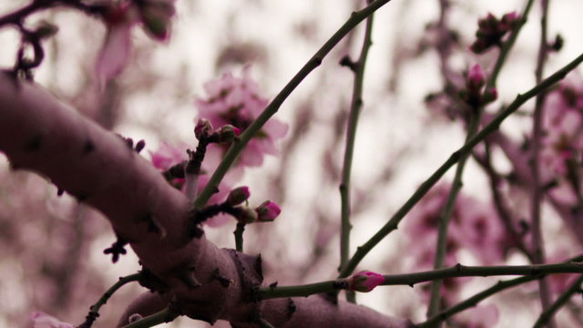 Royalty Free Stock Video Footage of a blossoming pink tree branch shot in Israel at 4k with Red.