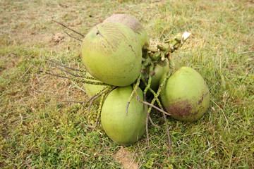 Coconuts Cluster on grass floor.