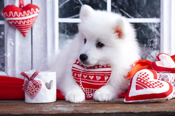 valentine havanese puppy dog with a red heart © liliya kulianionak