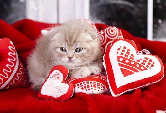 Little kitten sleeping on the red heart-shaped pillow - Powered by Adobe
