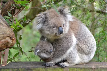 Fotobehang Koala Koala met Joey