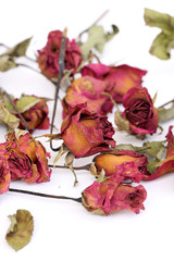 Whithered roses on white background.