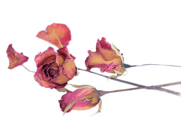 Withered roses and petals scattered on white background.