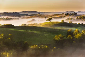 Foto op Canvas Trees and orchards on the Italian fields. © Jarek Pawlak