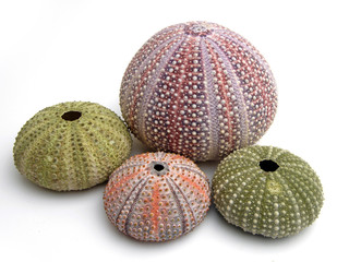 sea urchin skeletons of various colors