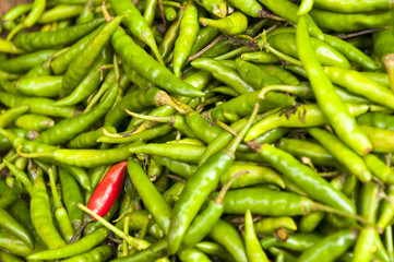 Red chilli among  all others green