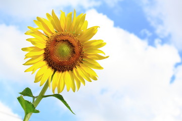 Sunflower Blooming Under Blue Sky