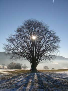 sun behind tree in winter