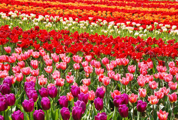 Ostern, Fr&uuml;hling, buntes Tulpenfeld, Copyspace, Tulpen