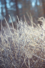 Winter graced every blade of grass , fabulous frost