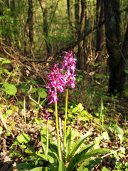 Orchis mascula