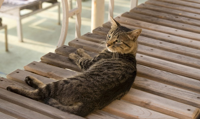 Уставший кот на лежаке
