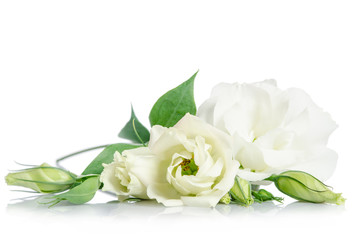 Fototapeta premium Beautiful white eustoma flowers isolated on white background