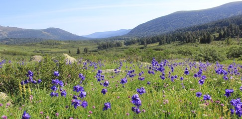 Альпийские луга в Золотой Долине. Кузнецкий Алатау