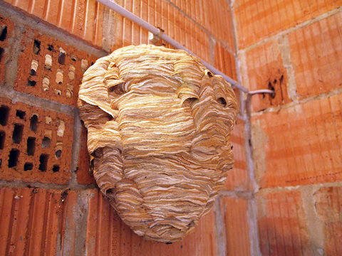 hornets' nest