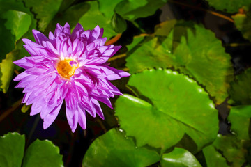 bloom lotus with vignette 