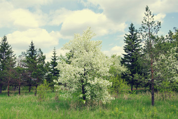 Fototapeta premium spring nature landscape with blooming trees, fresh greenery and blue clouds sky, toned image 