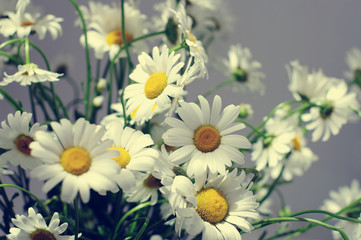  decorative big white camomilies closeup, local soft focus, shallow DOF, serenity toned  