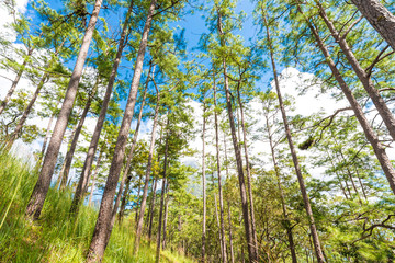 Fototapeta premium Beautiful blue sky and pine forest