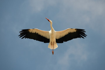 White Stork overhead. A magnificent white stork shows the finery of its plumage as it passes overhead.