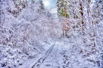 Footpath in a snowy winter forest