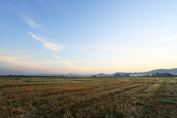 Fototapeta premium A peaceful rice field on sunrise sky background 