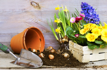 Frühlingsblumen für Balkon und Garten pflanzen, Primeln, Osterglocken, Hyazinthen, Copyspace