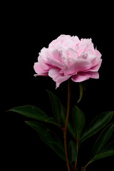 Obrazy na Plexi  Martwa natura kwiatu piwonii wykonana w studio