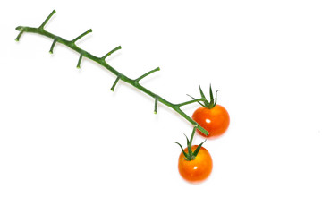 Zwei Tomaten am Strauch