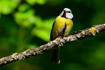 blue tit sitting on a twig