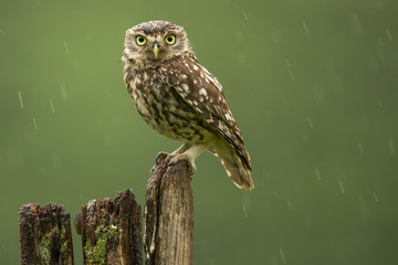 Little owl in the rain © bridgephotography
