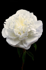 Still life fiore di peonia bianco