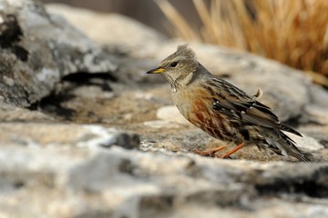 Alpine accentor (prunella collaris)