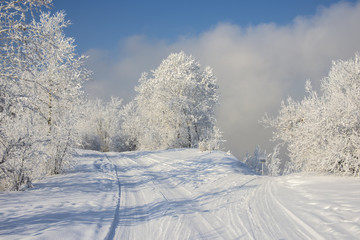 Winter landscape with snow