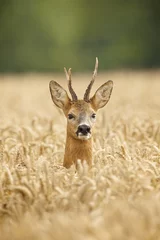 Acrylic prints Roe roe buck deer
