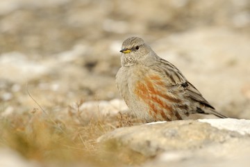 Alpine accentor (prunella collaris)