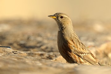 Alpine accentor (prunella collaris)