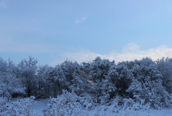 Winter forest after a snowfall on Christmas in the dead of winte