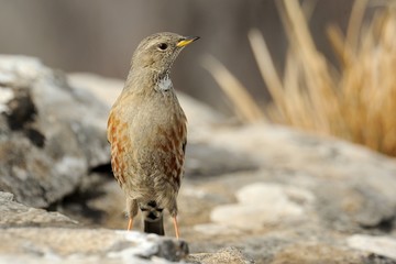 Alpine accentor (prunella collaris)