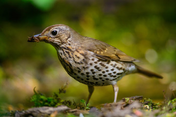 Song Thrush walking on a green background.