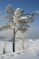 beautiful tree in the snow