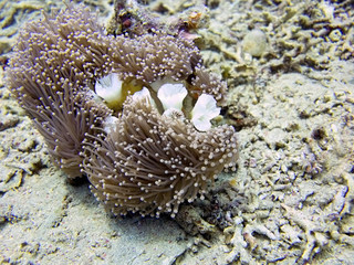 Coral Sea, Bali, Indonesia