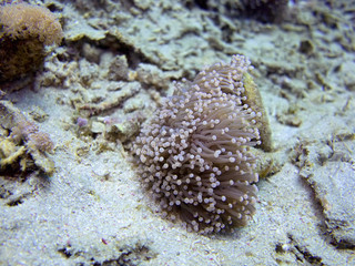 Coral Sea, Bali, Indonesia