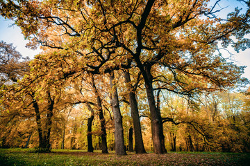Fototapeta premium Park in autumn