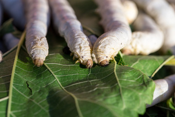Close up Silkworm eating mulberry green leaf